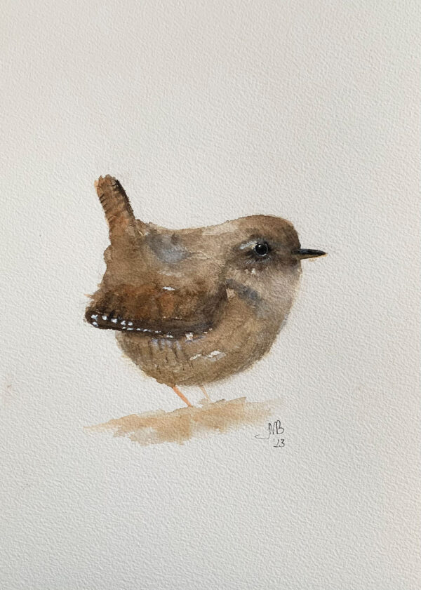 Little wren