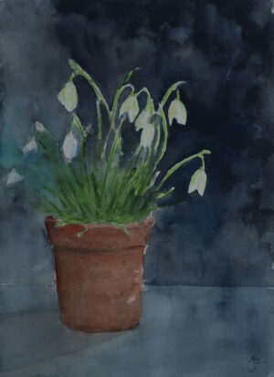 Snowdrops