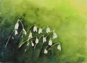Snowdrops in a field